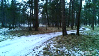 Some deer in central Oregon 4