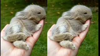 Waking up a bunny