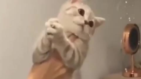 Cat Bursting Bubbles Like a Human