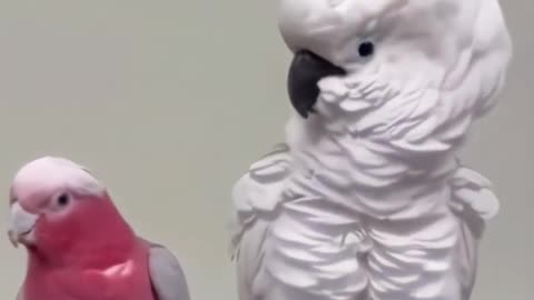 Funny Parrots Going Crazy