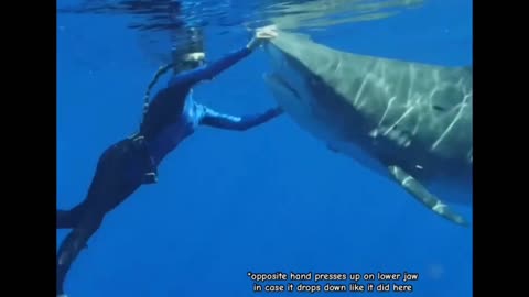 This Tiger Shark was a little spicy 🌶️