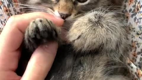 Cute kitten wanting attention