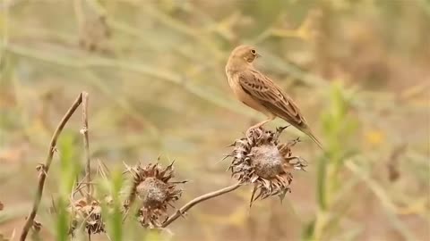 Los 7 Ataques De Águila Más Locos Jamás Filmados-20