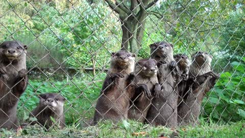 Funny cute baby otters !