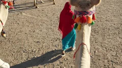 Camel Riding in Egypt