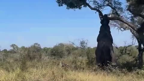 Elephant video