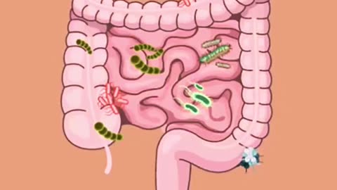 The Gut Unlocking the Key to Your Health Healing