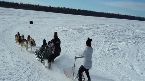 Husky Dog Sledding & Mushing Experience in Fairbanks, Alaska in April, 2022