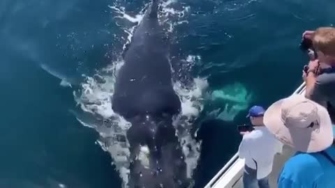 Whale saying hi to humans