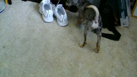 Zoey Steals Sneaker