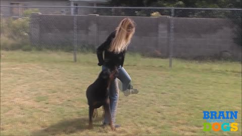 Train your Dogs like a Pro