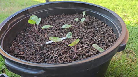 Transplanting Brussels Sprouts Seedlings to Larger Containers