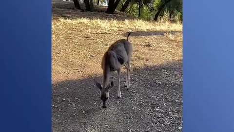 Pregnant Deer Brought Her Babies To This Family