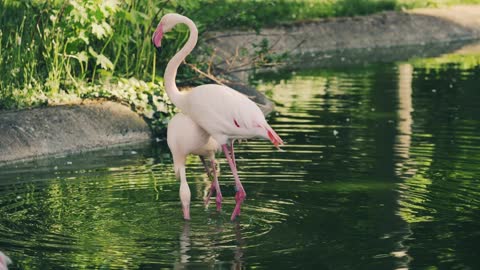 Dancing pink flamingos