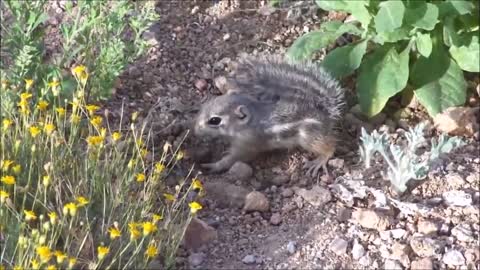 Baby Squirrels Eating Nuts - CUTEST Compilation