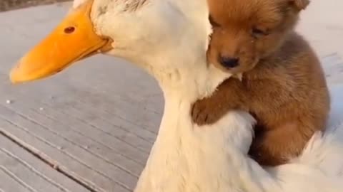 Cute Little Dog With Friends Duck