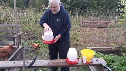 Morning Chores With Our Chickens.