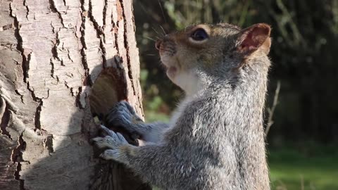 Squirrel Eating From Tree Trunk