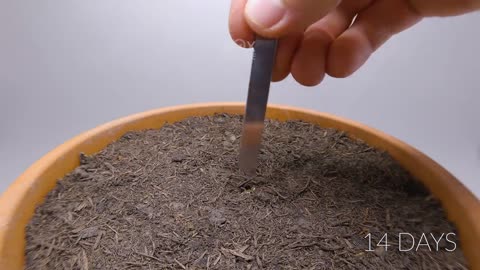 984 days in 8 minutes - Growing Plants Time-lapse Compilation