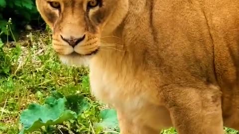 Wild Chats Unbelievable footage of wild cats caught on camera #wildlife #lion #tiger