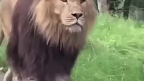 Gorgeous king of the jungle, His walk is truly majestic.