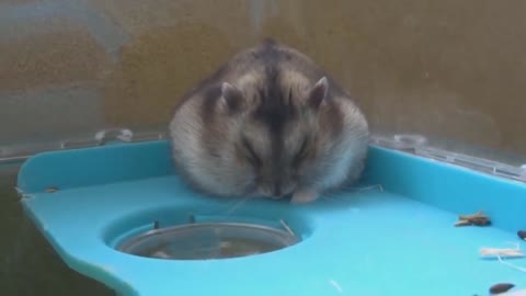 Baby Hamster Falling Asleep