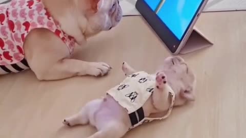 Pitbulls Cuddle So Hard They Look Like They're In Love | Dog lover | funny dogs