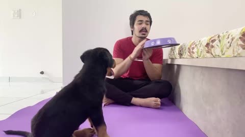 Dog fod training video