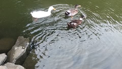 Ducks 🦆 swimming by Kingdom of Awais