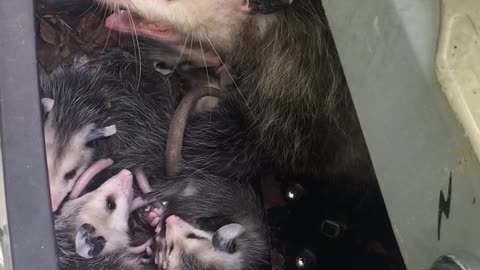 The Possum Living in My Grill had Babies