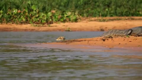 Jaguar Attacks Caiman Crocodile