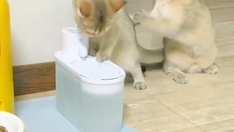 Cats fighting for today milk funny moments