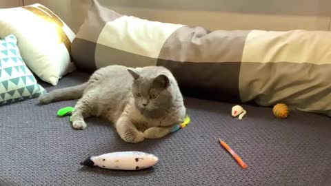 Adorable cats play with toys.