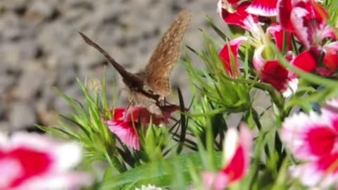 #RELAJAR LINDAS MARIPOSAS Y MUSICA PARA RELAJAR