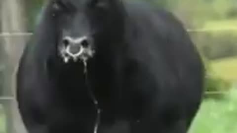 GANG BULL THE BEST BULL #bull #animal #bestanimal #shorts #funnyanimlas