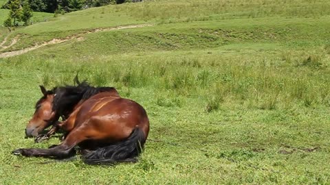 Funny horse on green meadow