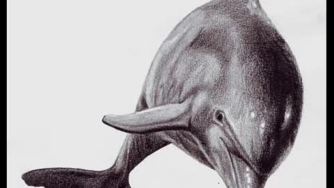 How To Draw A Bottlenose Dolphin