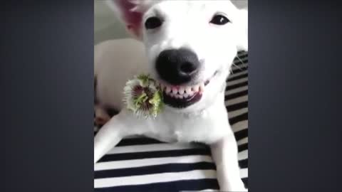 funny animals