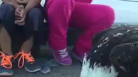 Girl Is Eating Ice Cream Next To A Feeding Eagle