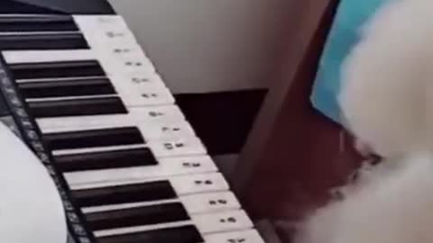 OMG Cute Puppy Playing The Piano