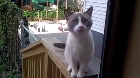 cat YOWLS to get inside