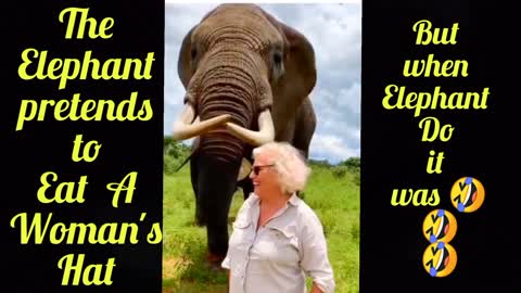 The Elephant pretends to A woman's Hat 🤠🤠 But when the elephant Doit was 🤣🤣🤣