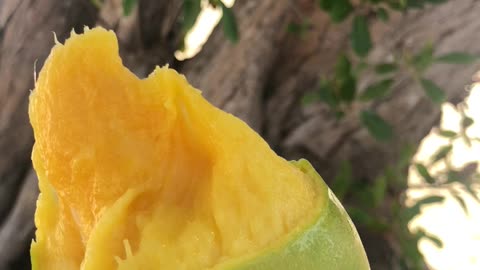 Eating mango in vieques Puerto Rico beach