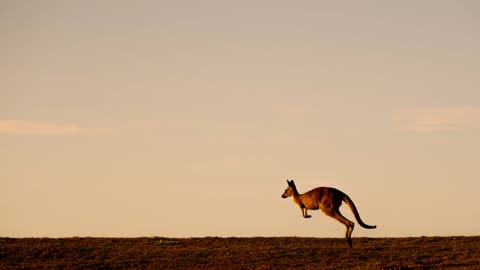 Kangaroo Antics: A Hopping Good Time!