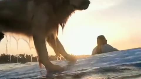 Omg 😱 Dog Diving amazingly. Do you want to dive 🏄‍♂️🏄‍♀️ lets go.. 🚣‍♂️