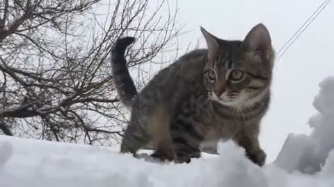 cat video || new viral video 41080p ||