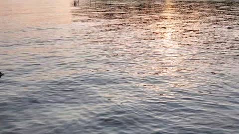 Moss and Finley at the Lake - Going into Deep Water