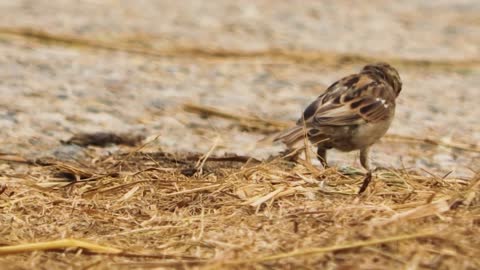 Birds Chirping. Singing Birds. Morning Birds Song. Amazing Natural Bird Sounds ।