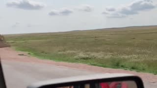 Super slow mo Buffalo