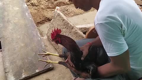 Cock training